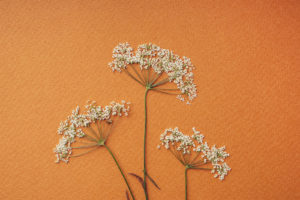 Photo of dried white flowers on an orange background. Struggling with your fertility and relationship with your partner? Learn how fertility therapy in San Francisco, CA can help you reestablish your connection with your partner.